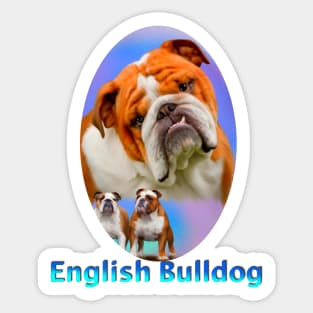 English Bulldog Sticker